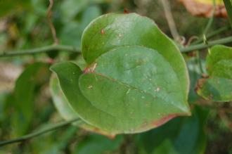 Smilax hispida Leaf (02/02/2014, Kew Gardens, London)