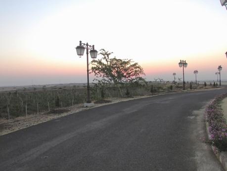 Visit to the Four Seasons Wines Vineyard at Baramati, Maharashtra