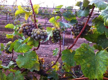 Visit to the Four Seasons Wines Vineyard at Baramati, Maharashtra