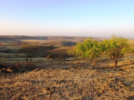 Visit to the Four Seasons Wines Vineyard at Baramati, Maharashtra