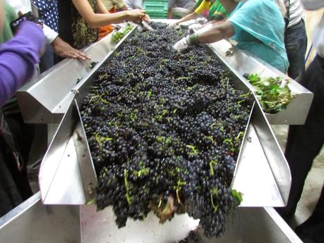 Visit to the Four Seasons Wines Vineyard at Baramati, Maharashtra