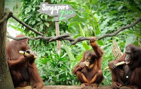 Singapore Zoo