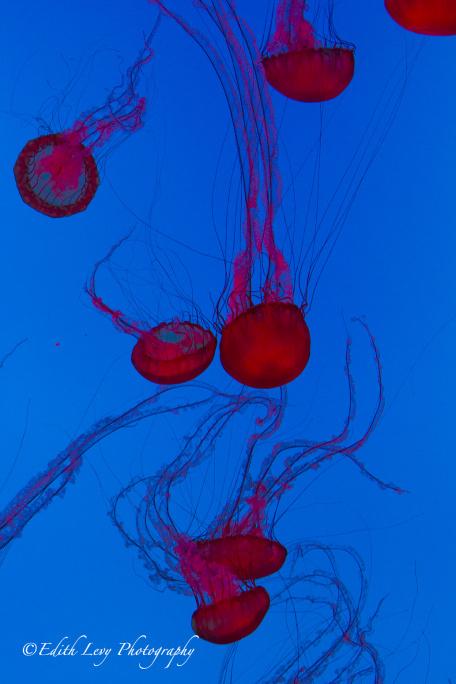 Ripley's Aquarium, Toronto, attraction, jellyfish, jellies, silhouette, water, blue