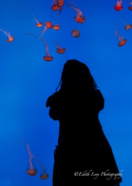 Ripley's Aquarium, Toronto, attraction, jellyfish, jellies, silhouette, water, blue