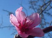 Blue Skies Blossom