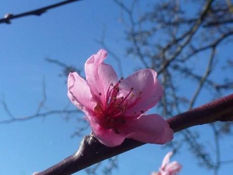 pink blossom against a blue sky