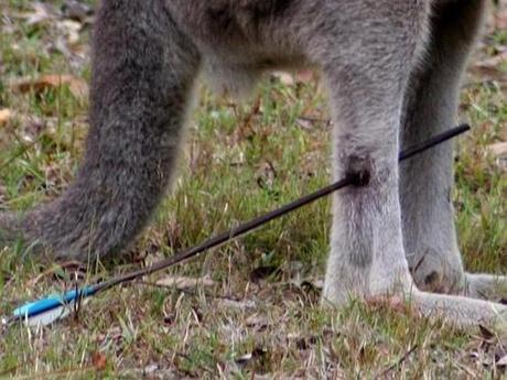 Australian native animals are being left to die/hunters return to forests