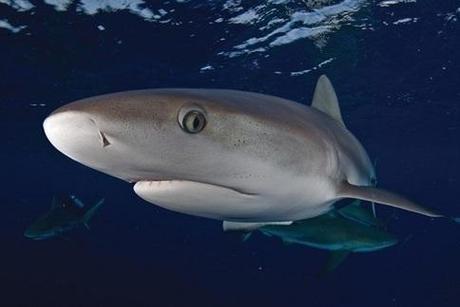 CEO Note: State Shark Fin Bans Protected