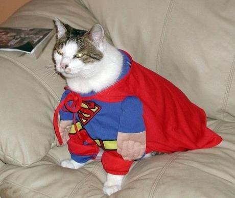 The World’s Top 10 Best Images of Animals Dressed Like Superman