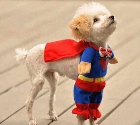 The World’s Top 10 Best Images of Animals Dressed Like Superman