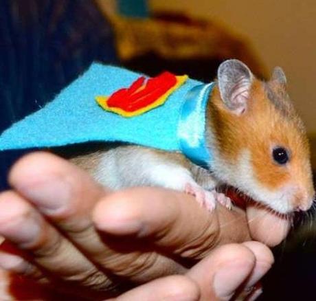 The World’s Top 10 Best Images of Animals Dressed Like Superman