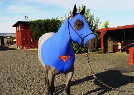 The World’s Top 10 Best Images of Animals Dressed Like Superman