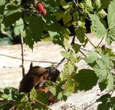 Wild Raspberries