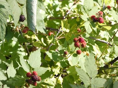 Wild Raspberries