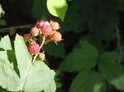 Wild Raspberries