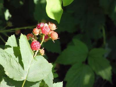Wild Raspberries