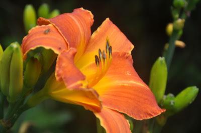 A Summer Thought