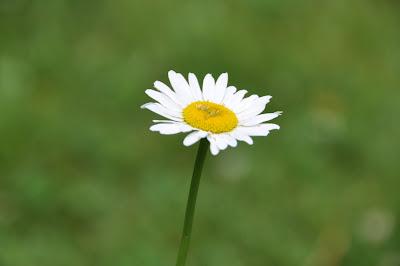 A Field of Daisies, Updated A Field of Daisies, Updated