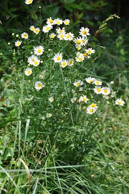 A Field of Daisies, Updated