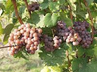 Grape Spotlight: Moravian Pálava Using Sonberk as a Benchmark