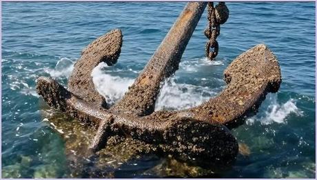 Barnacles