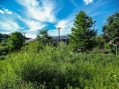 Hoboken Greenery