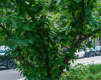Hoboken Greenery