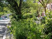 Hoboken Greenery