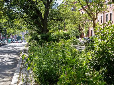 Hoboken Greenery