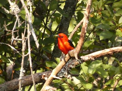 Stalking the Elusive Scarlet Tanager Stalking the Elusive Scarlet Tanager