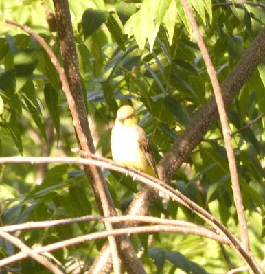 Stalking the Elusive Scarlet Tanager Stalking the Elusive Scarlet Tanager