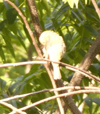 Stalking the Elusive Scarlet Tanager Stalking the Elusive Scarlet Tanager