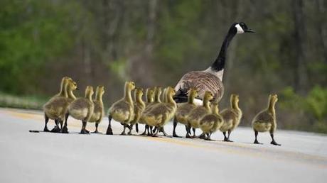 Imprinting Imprinting