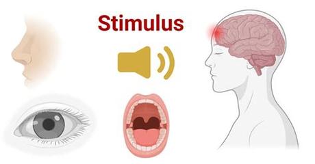 Stimulus Medical Definition