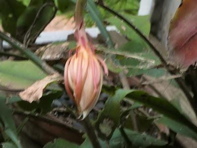 A Fragrant Surprise