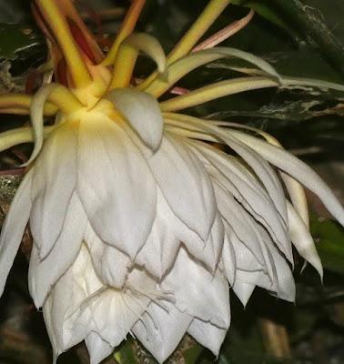 A Fragrant Surprise