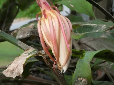 A Fragrant Surprise