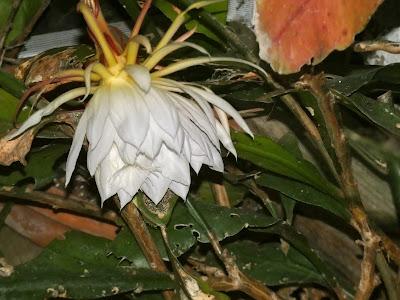 A Fragrant Surprise