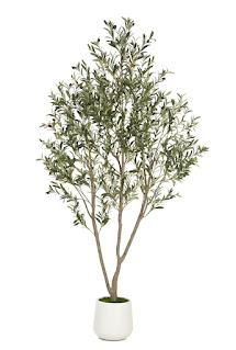 Classic not super expensive olive tree for home decor