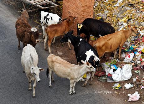 Cow corner !!