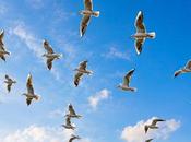 Gulls