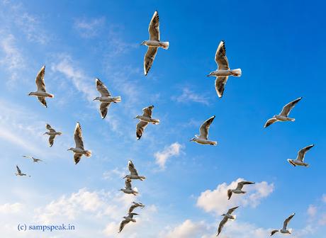 Sea Gulls !!