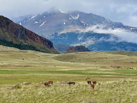 Herd of guanacos grazing on open Patagonian grassland beneath cloud-wrapped mountains in Parque Nacional Patagonia near the Carretera Austral