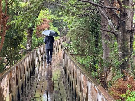 Person carrying an umbrella along a wet forest boardwalk in Caleta Tortel on the Carretera Austral