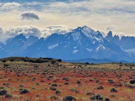 Guanacos grazing on open Patagonian grassland with the Torres del Paine mountains behind them