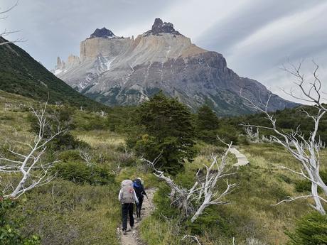 Backpackers hiking through scrub and weathered trees beneath the mountains of Torres del Paine National Park