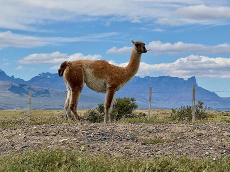 Guanaco standing beside a roadside fence near Puerto Natales, with the Torres del Paine mountains behind it