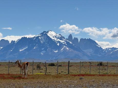 Guanaco on the Patagonian steppe with the Torres del Paine massif rising in the background