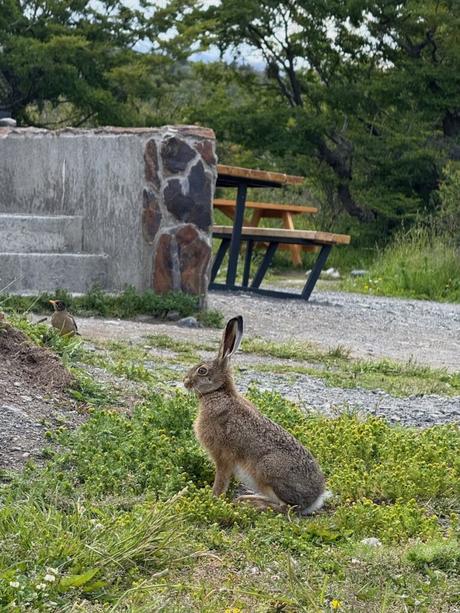 Hare sitting among low vegetation beside picnic tables at a campsite in Torres del Paine