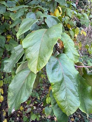 Tree Following - October 2026